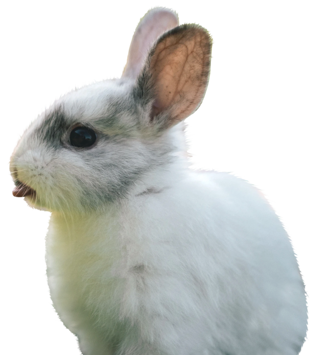 bunny